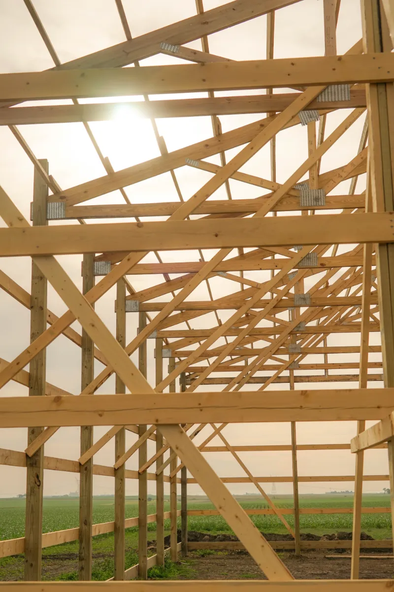 The extensive wooden framing and truss system of a pole barn under construction. The view looks up towards the bright sunlight.